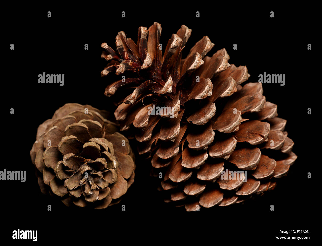 two pine cones on black background Stock Photo