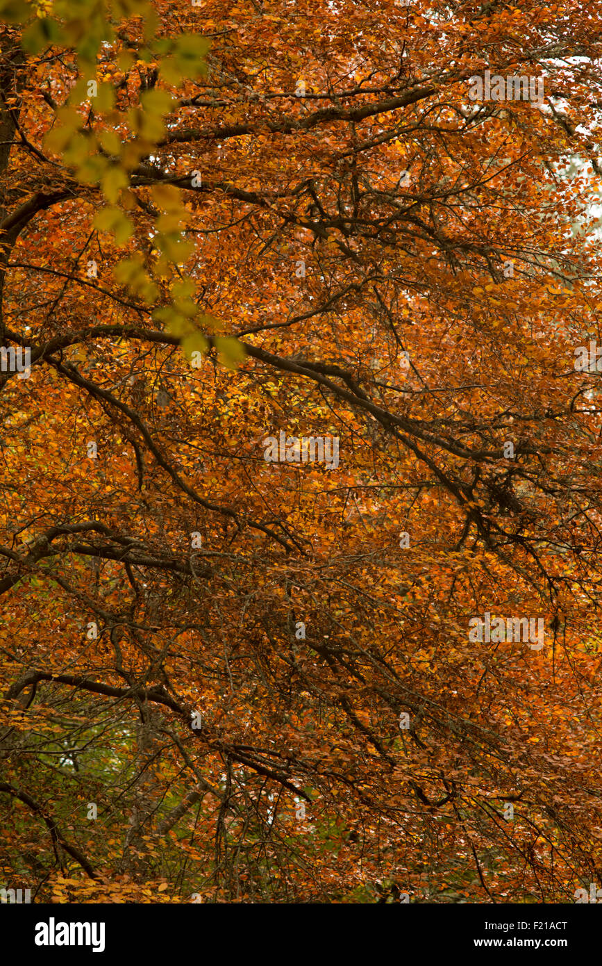 Autumn color trees near Selkirk,Borders,Scotland,UK, Stock Photo