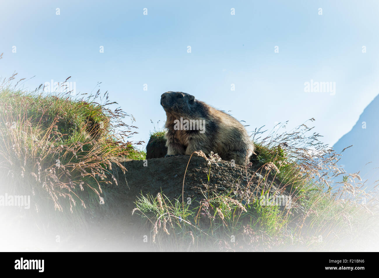 marmot in the mountains of Austria Stock Photo