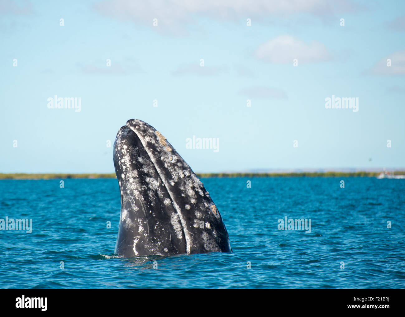 Mexico. San Ignacio Lagoon. Whale spyhopping. Stock Photo