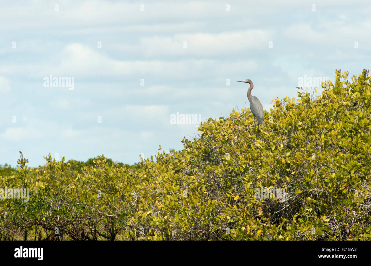 Mexico. San Ignacio Lagoon. Birds along lagoon Stock Photo Alamy