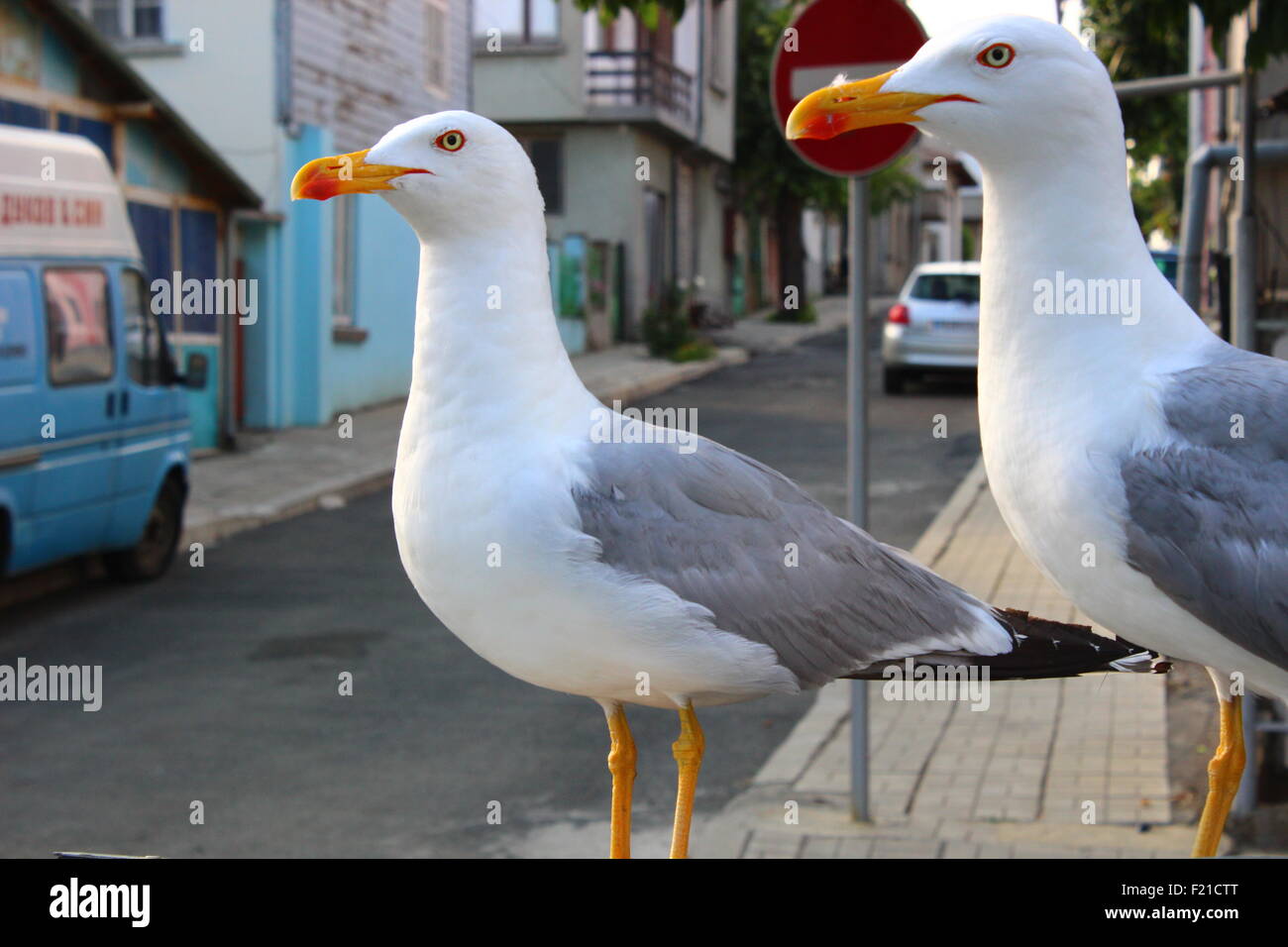 Two seagulls teaming up in the town Stock Photo