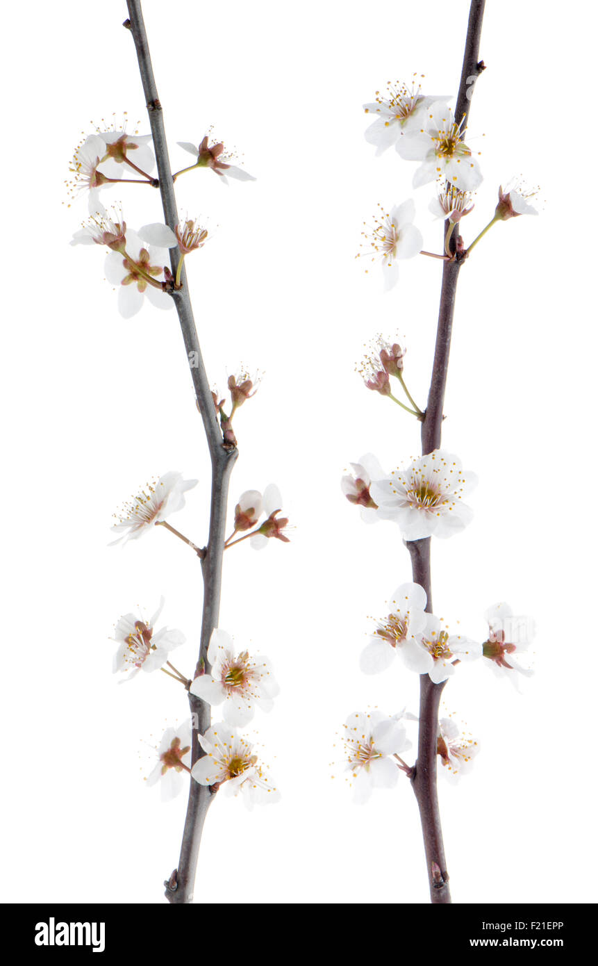 Spring cherry blossom,Closeup, isolated on white background Stock Photo ...