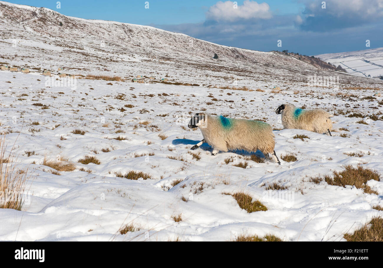 English rural countryside landscape scene in winter covered with snow with a pair of Jacobs sheep Stock Photo