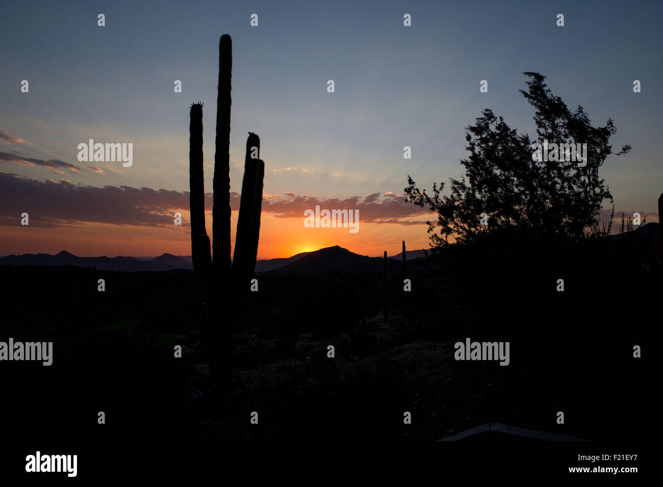 Saguaro and ironwood Crepuscular Ray Sunset Stock Photo