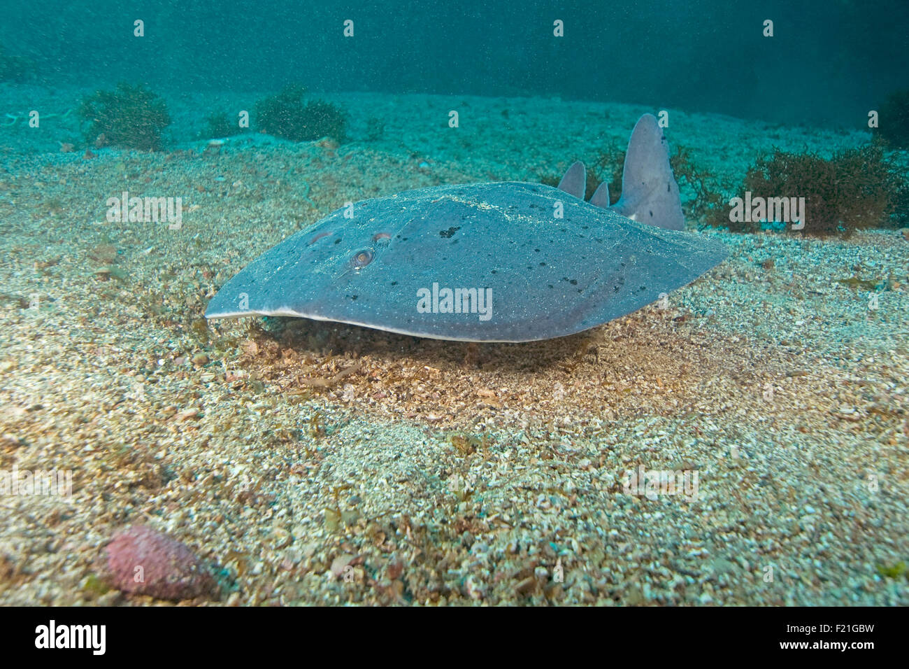 Electric Torpedo Ray underwater at Catalina Island, California Stock ...