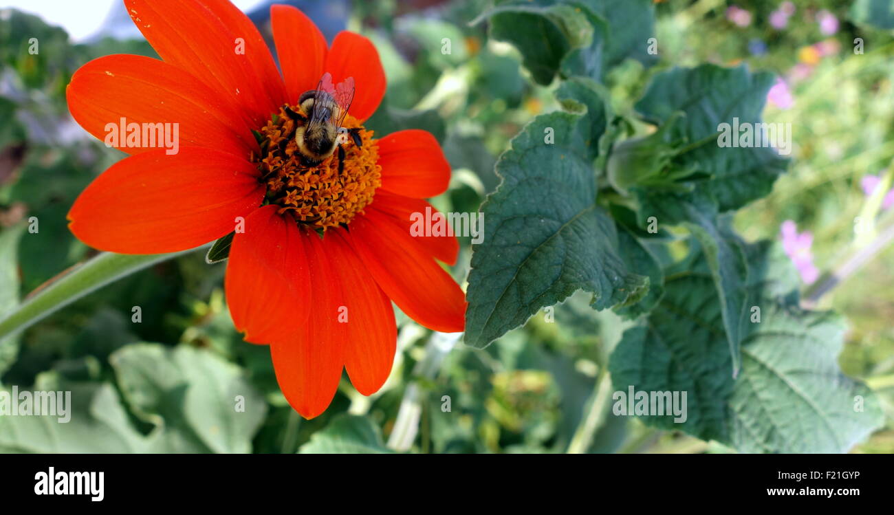 Bee pollinating Mexican sunflower Stock Photo