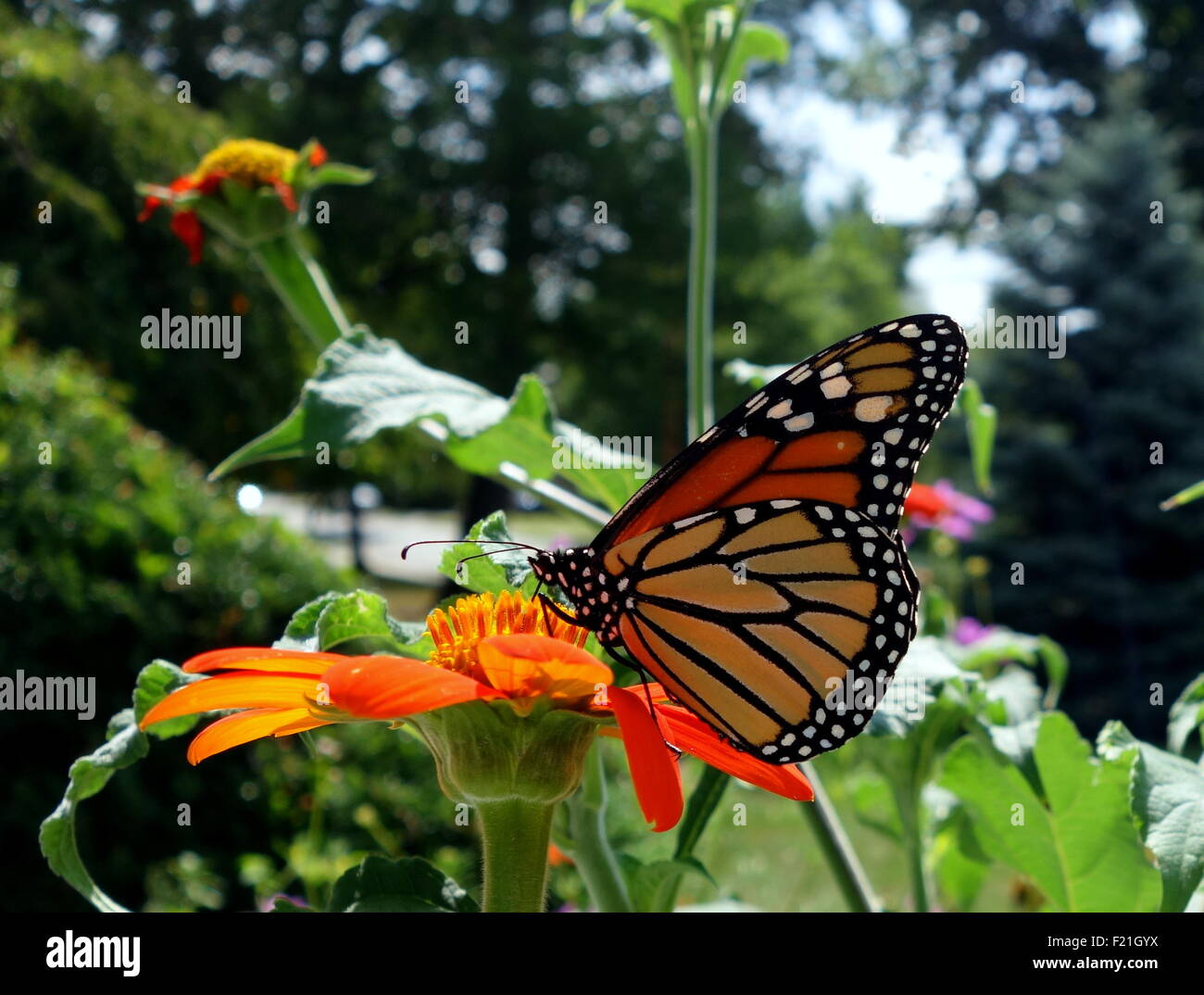 Monarch butterfly on Mexican Sunflower close up Stock Photo