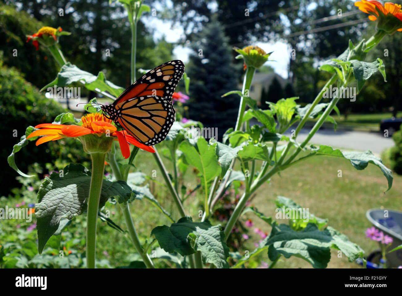 Monarch butterfly on Mexican Sunflower in home garden Stock Photo Alamy