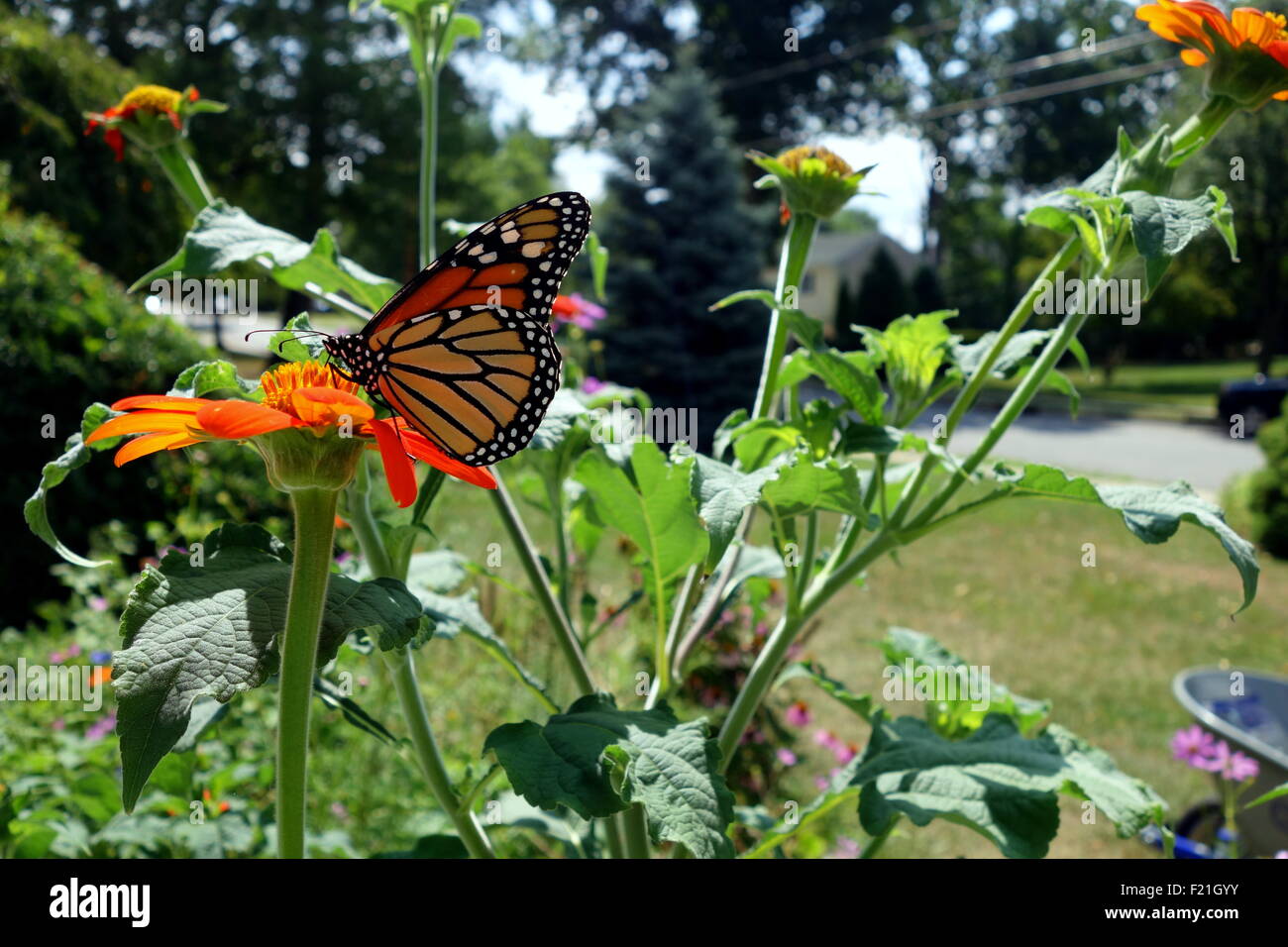 Monarch butterfly on Mexican Sunflower in home garden Stock Photo