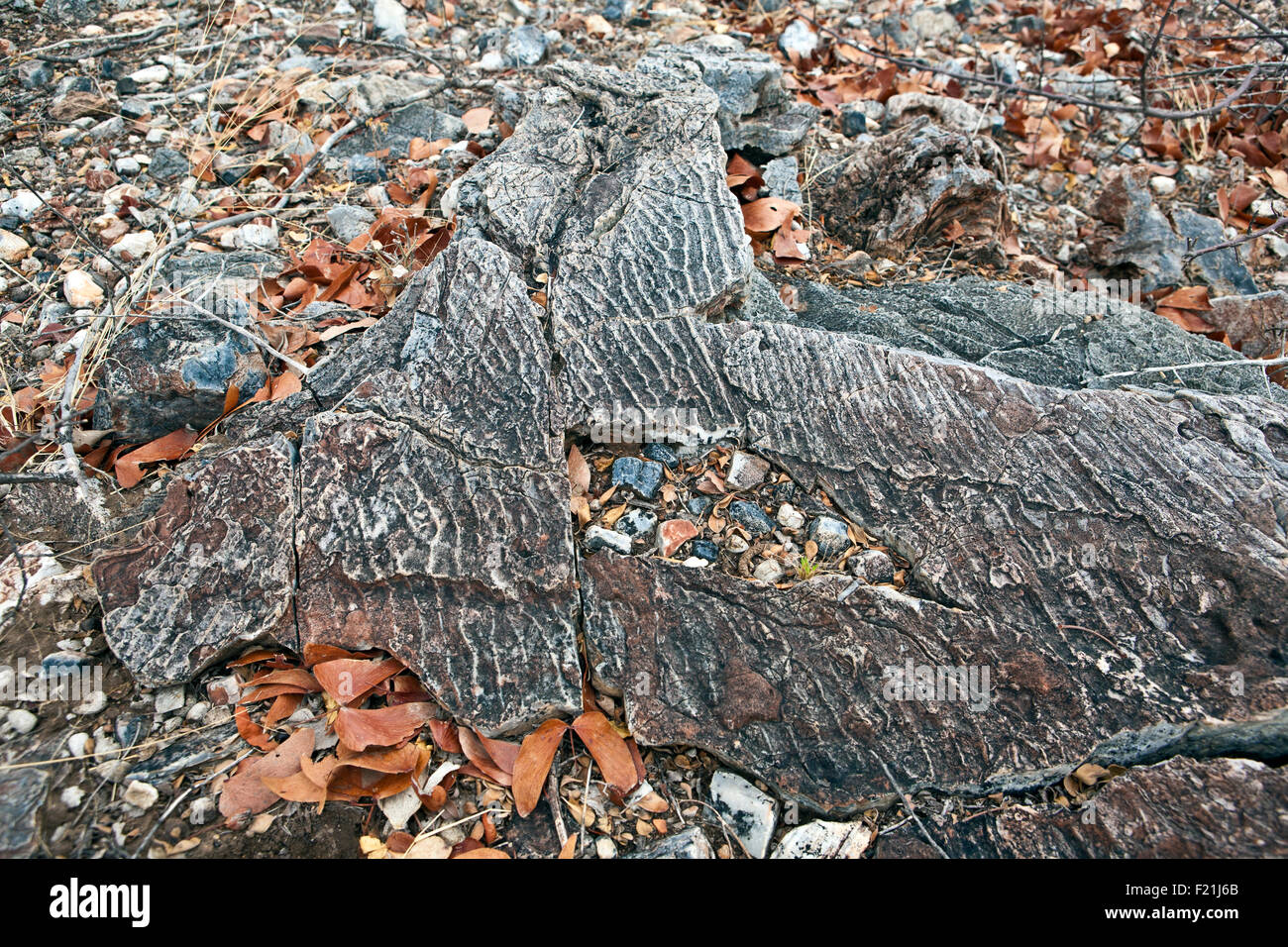 Oncoliths Close up of stromatolites & oncolites fossil records in Otavi ...