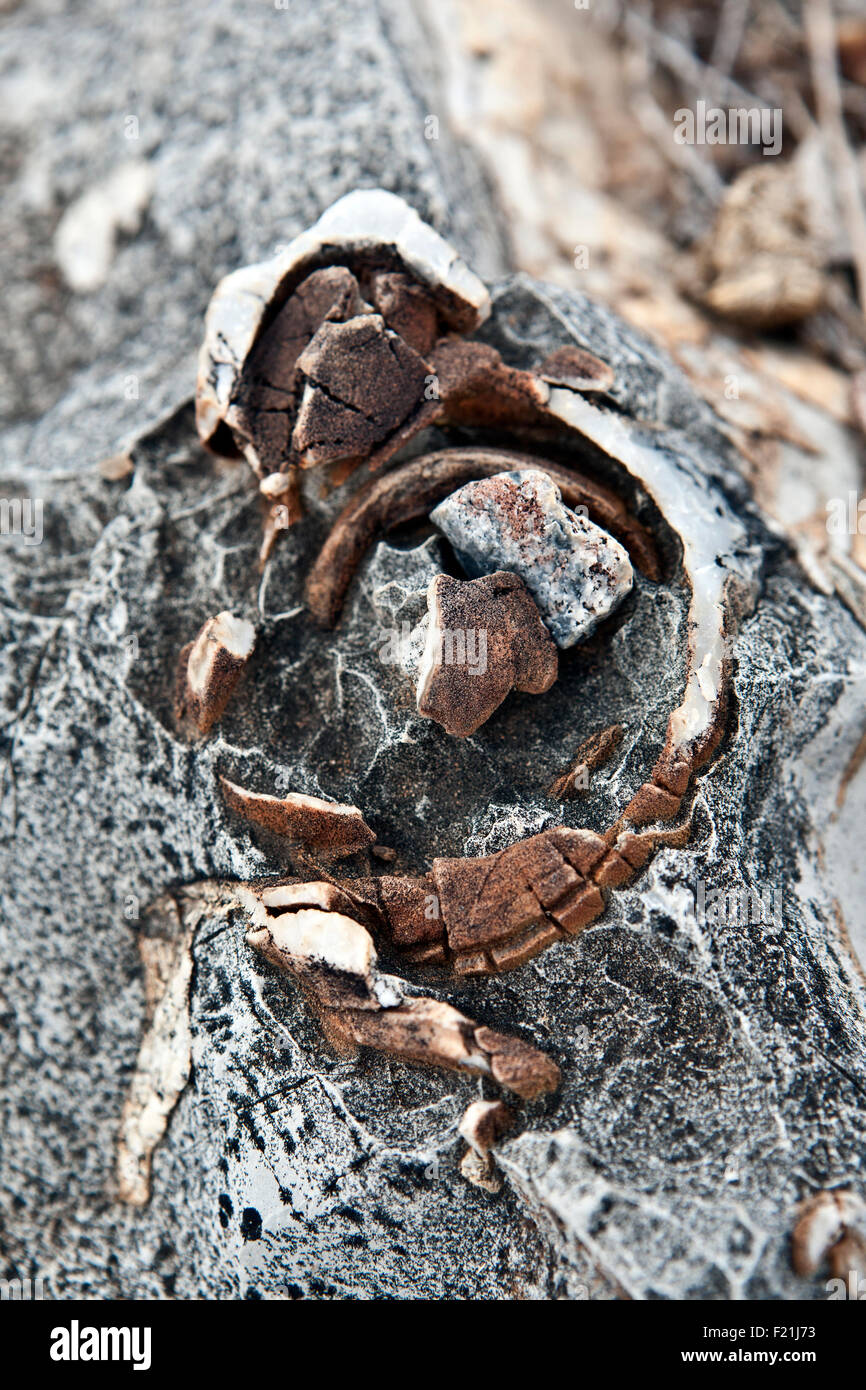 Close up of stromatolites & oncolites fossil records in Otavi Mountainland Northern Namibia Stock Photo