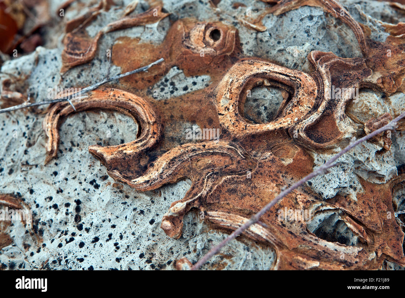 Close up of stromatolites & oncolites fossil records in Otavi Mountainland Northern Namibia Stock Photo