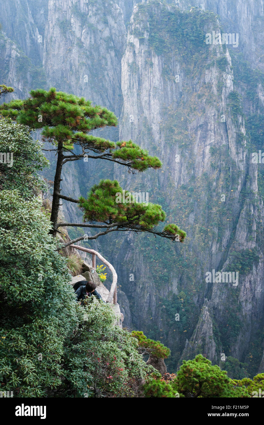Pine trees and granite rock face, Xihai Grand Canyon,  Yellow Mountain, Huangshan, Anhui province, China, Asia Stock Photo