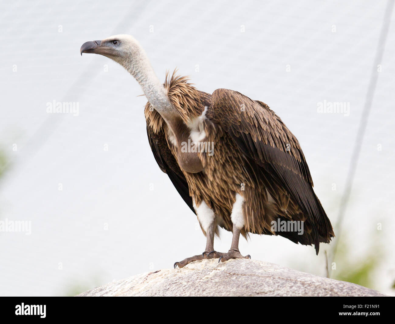 Adult condor close up on an light background Stock Photo