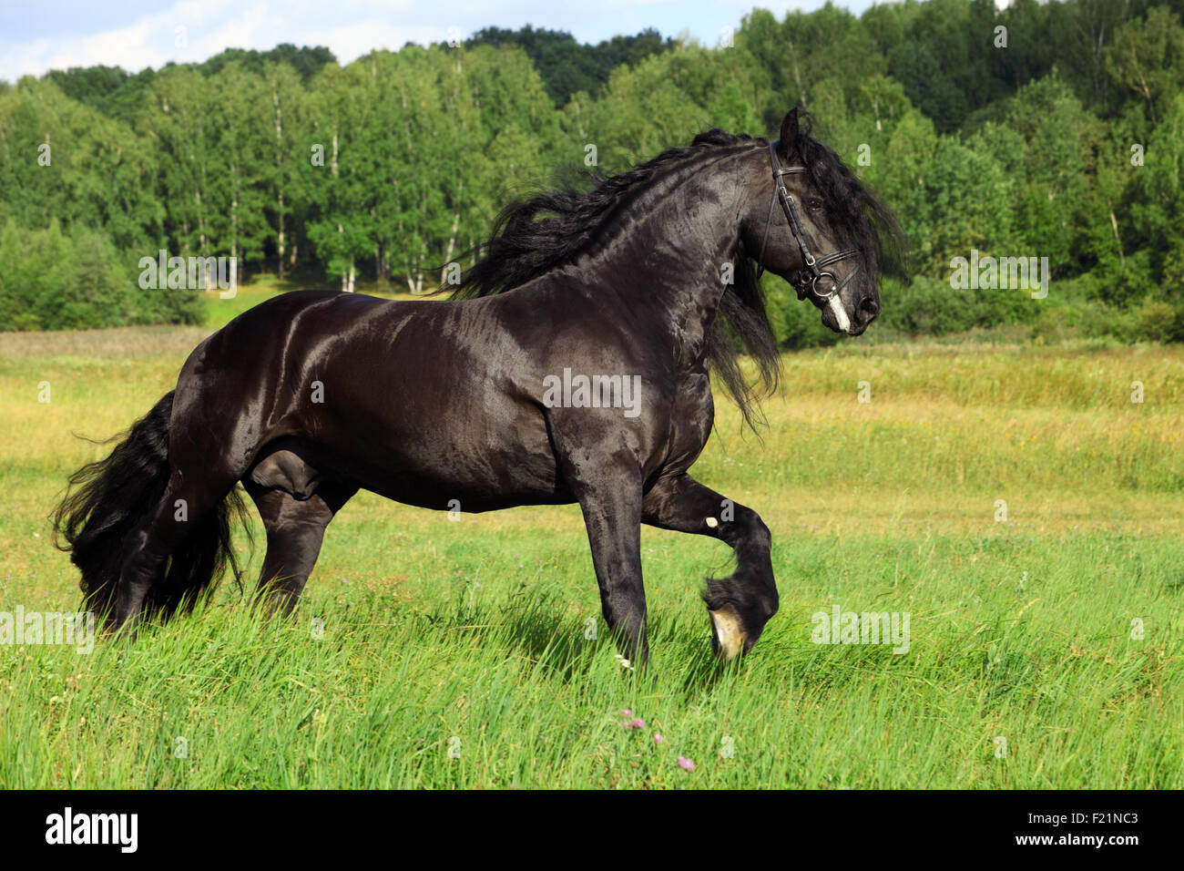 Friesian stallion galloping in a green field Stock Photo