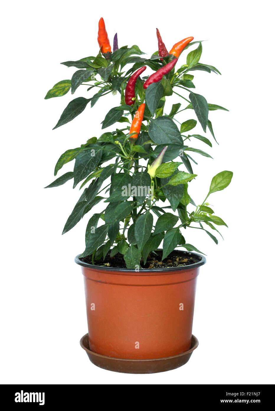 Chili plant pot hi-res stock photography and images - Alamy