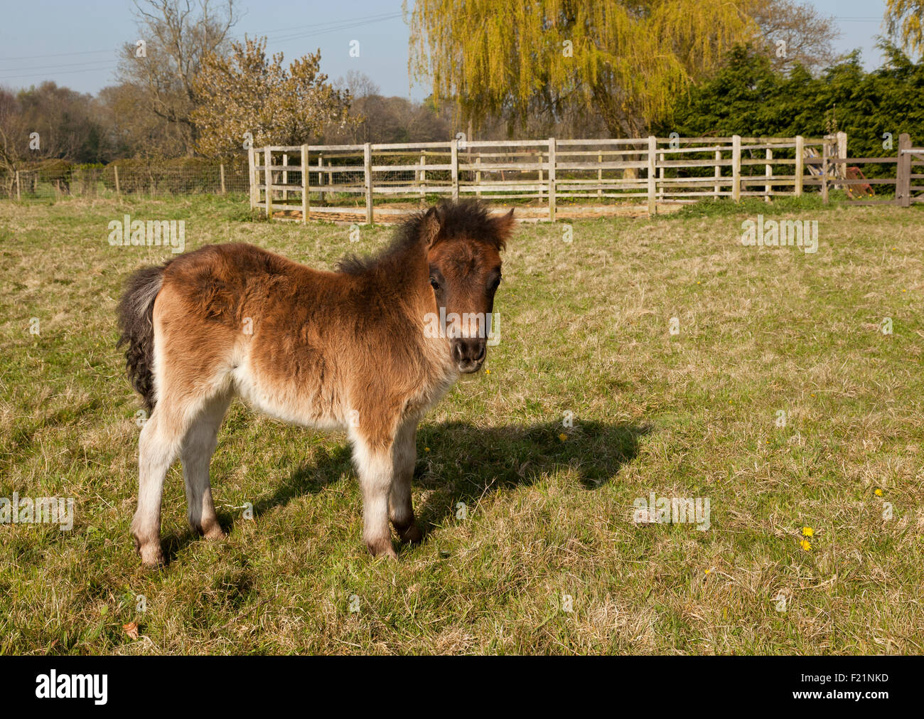 A bay coloured Shetland foal standing in a field with a Round Schooling Pen in the back ground Stock Photo