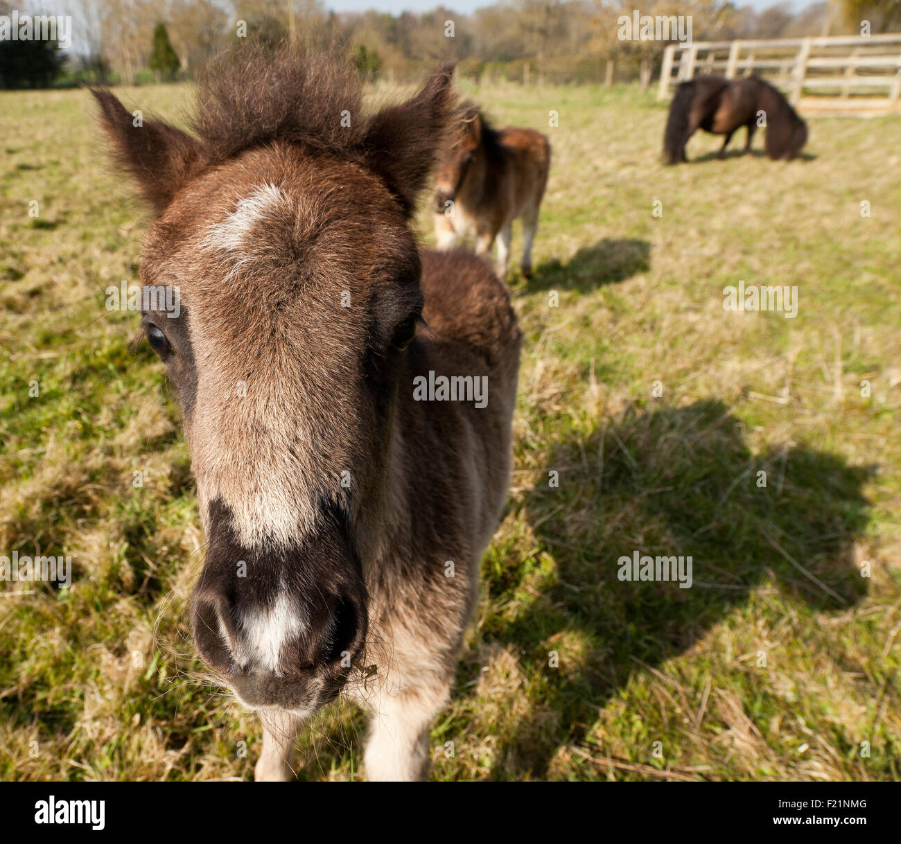 An inquisitive Shetland foal Stock Photo