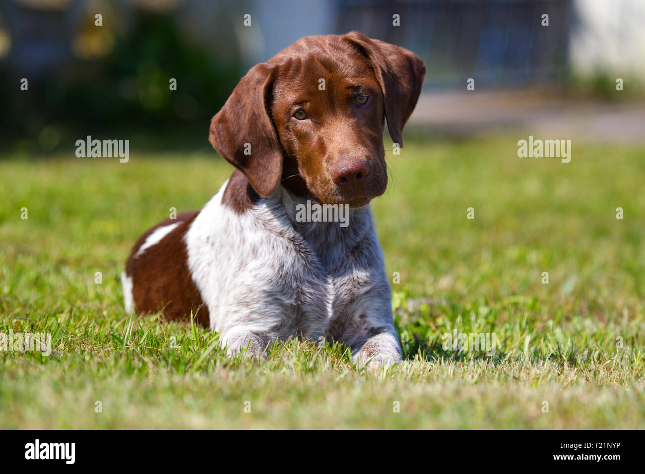 Münsterländer mixed breed puppy, 3 months old, female Stock Photo