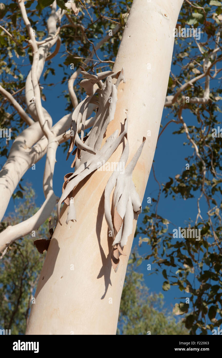 Detail of Australian paperbark tree near Hayes Creek, Northern Territory, Australia Stock Photo