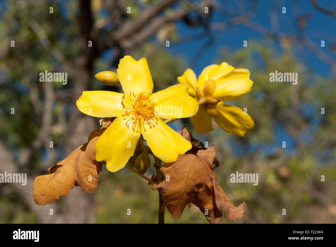 Flowering Kapok tree at Edith Falls (Leliyn), Nitmiluk National Park, Northern Territory, Australia Stock Photo