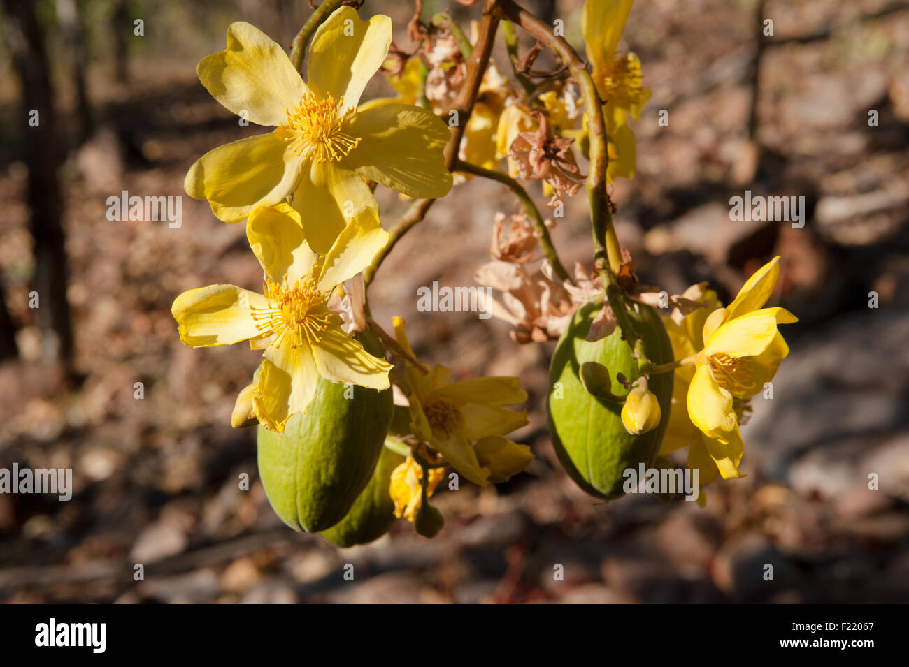 Flowering Kapok tree at Edith Falls (Leliyn), Nitmiluk National Park, Northern Territory, Australia Stock Photo