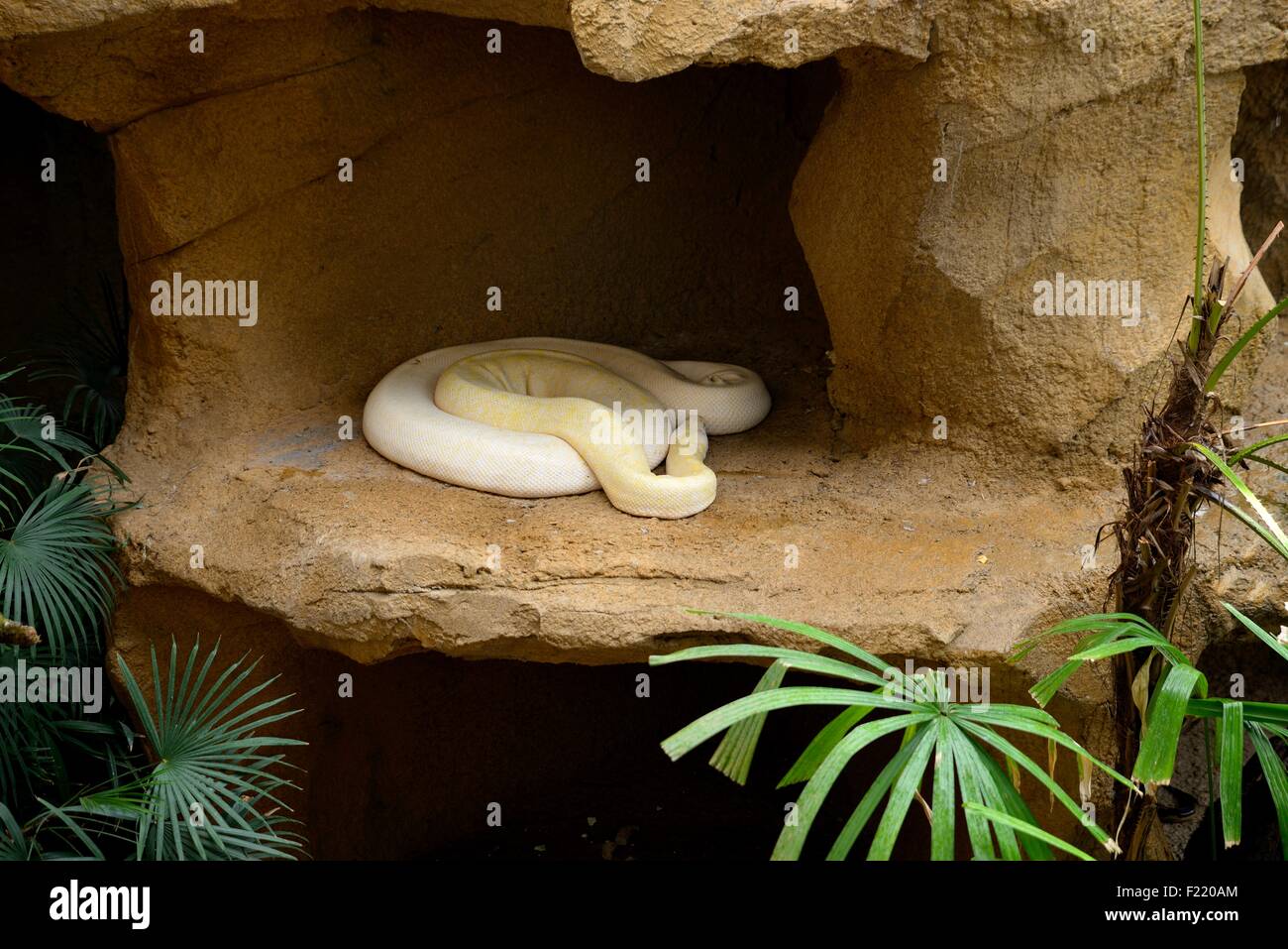 Albinos Burmese python Stock Photo