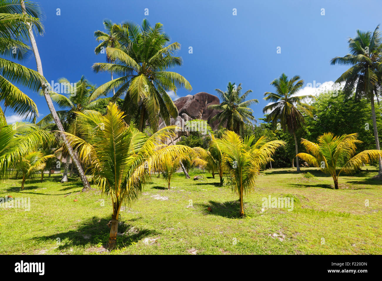 Palm trees in national park on island La Digue, Seychelles. Stock Photo