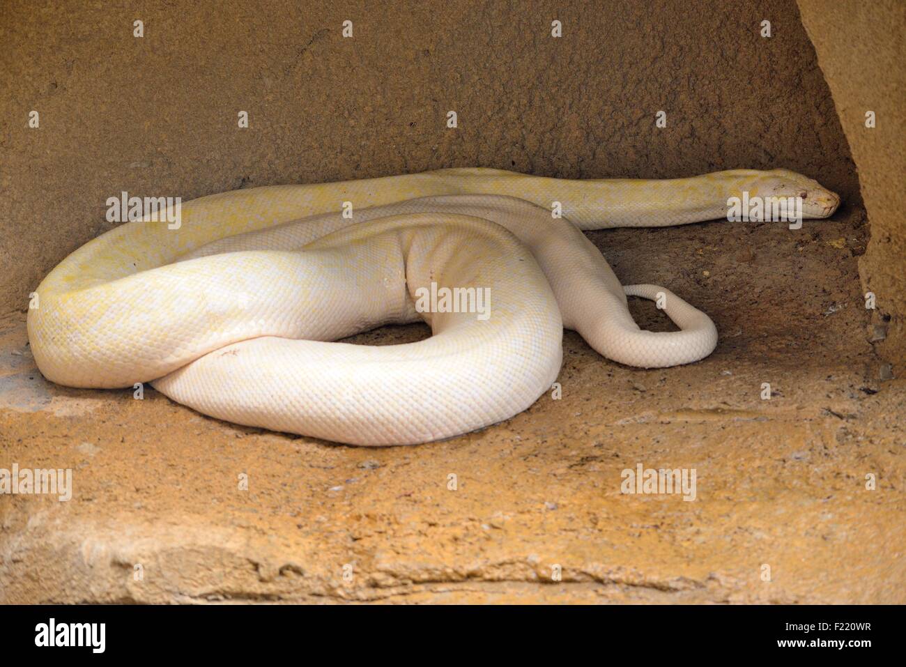 Albinos Burmese python Stock Photo - Alamy