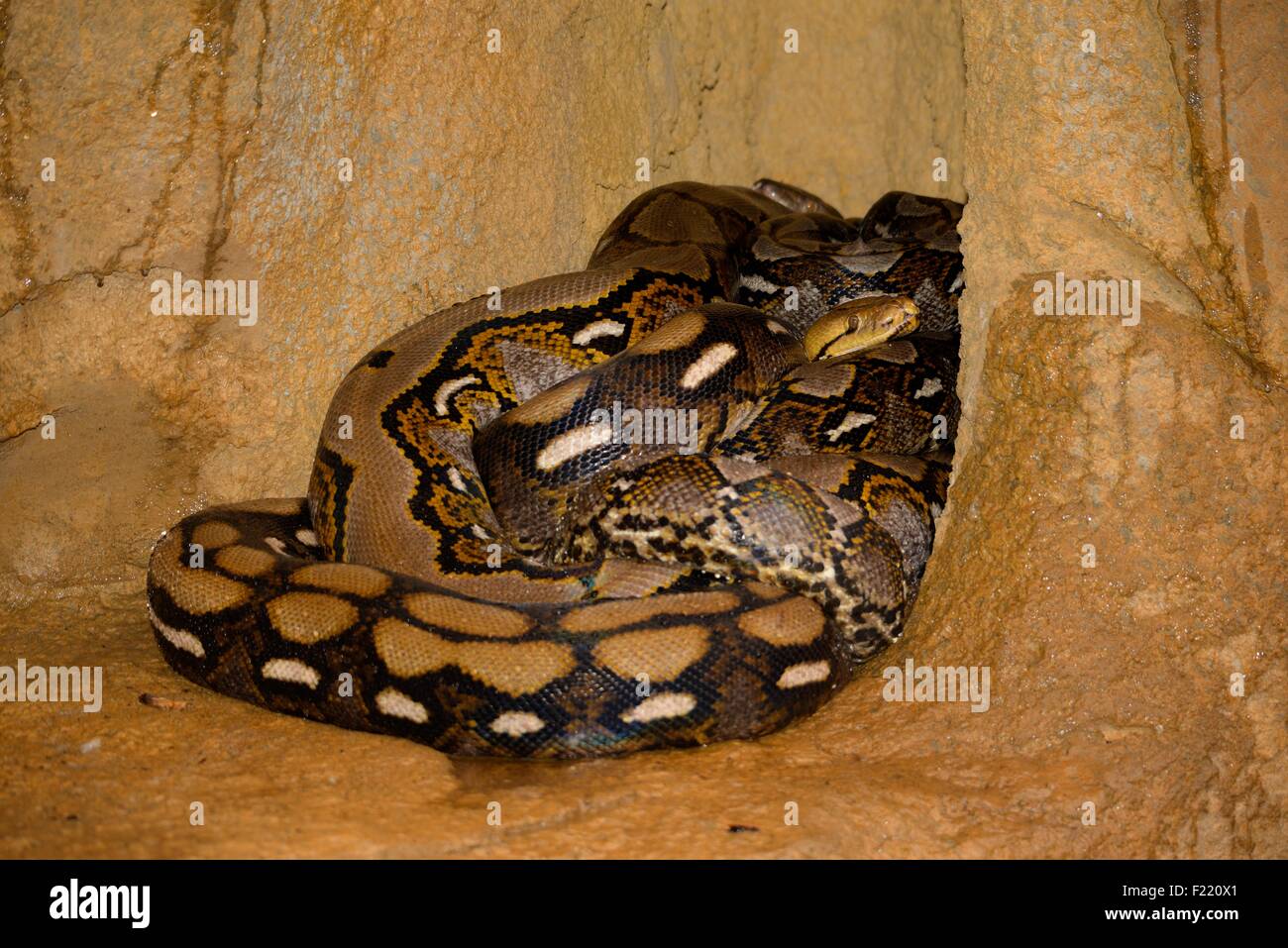 Burmese python hi-res stock photography and images - Alamy