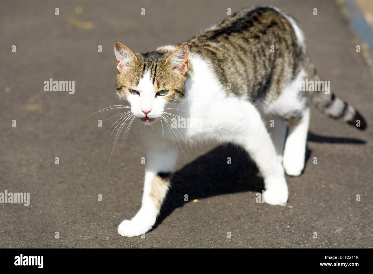 Tabby cat enjoying the sun on a summers day Stock Photo - Alamy