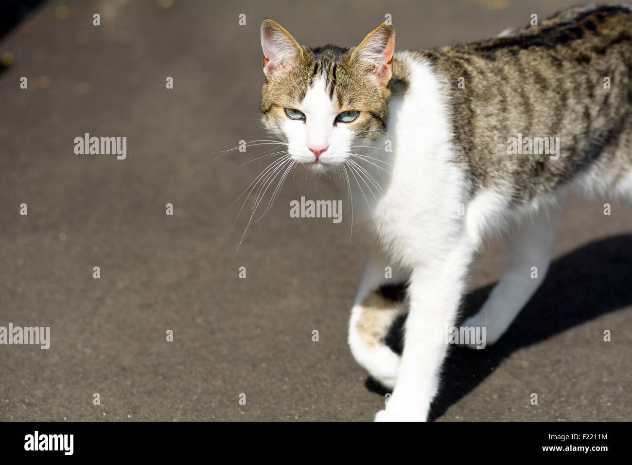 Tabby cat enjoying the sun on a summers day Stock Photo - Alamy