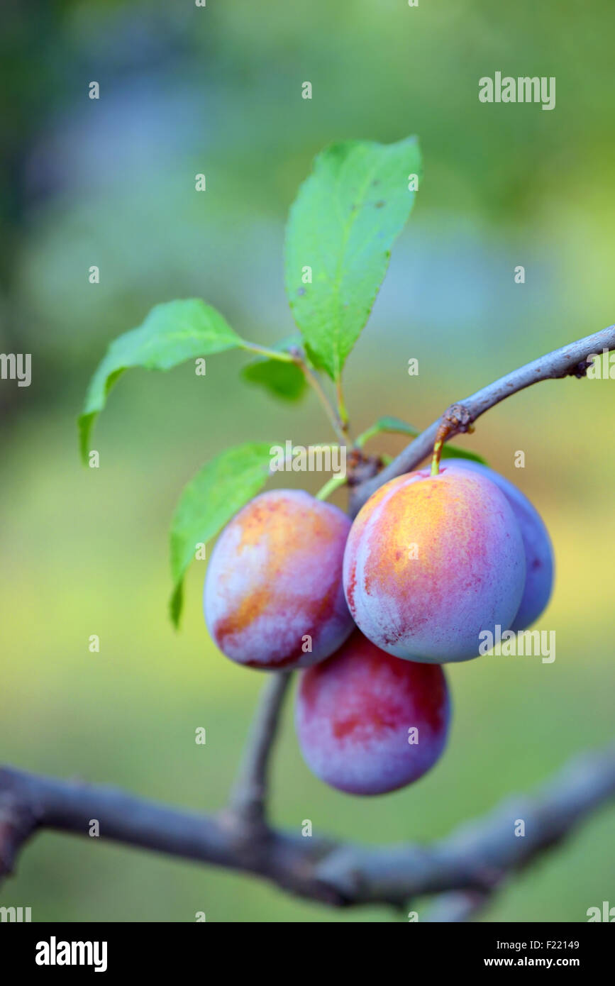 Plum tree with ripe plums Stock Photo