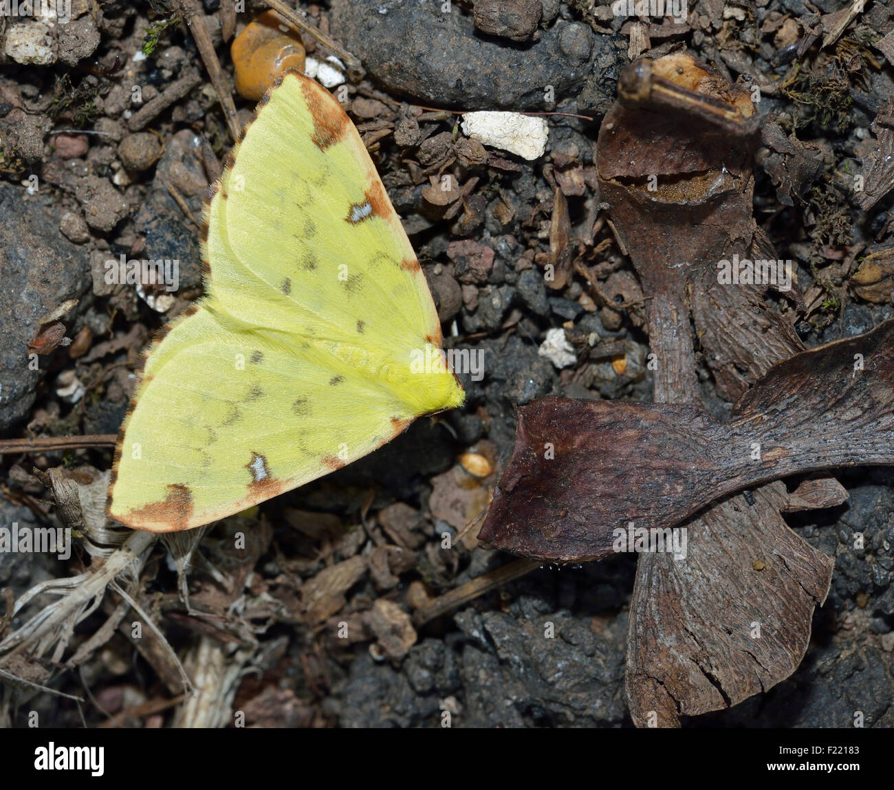 Brimstone Moth - Opisthograptis luteolata Yellow moth on Woodland Floor Stock Photo