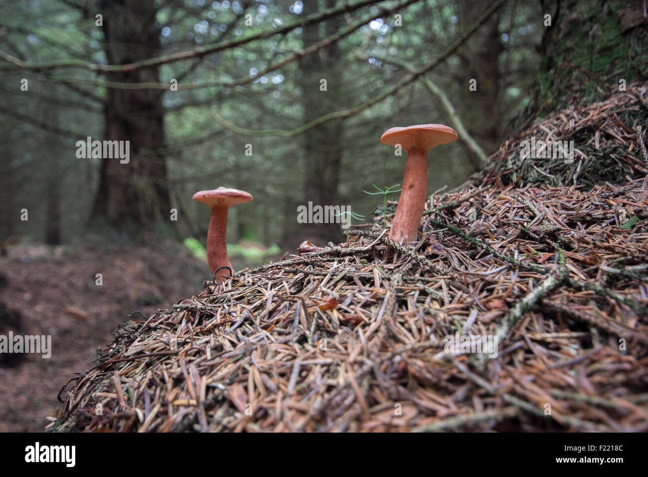 Mycena mushrooms in West Yorkshire pine woods Stock Photo