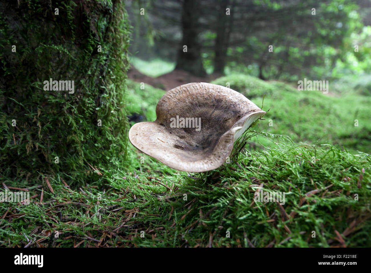 Lactarius piperatus Peppery Milkcap in pine woods Yorkshire Stock Photo