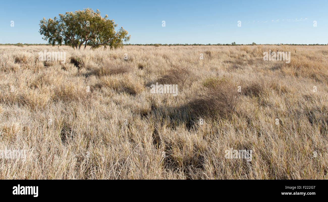 Typical north Australia savannah bushland bordering the Barkly Highway near the NT/QLD border Stock Photo