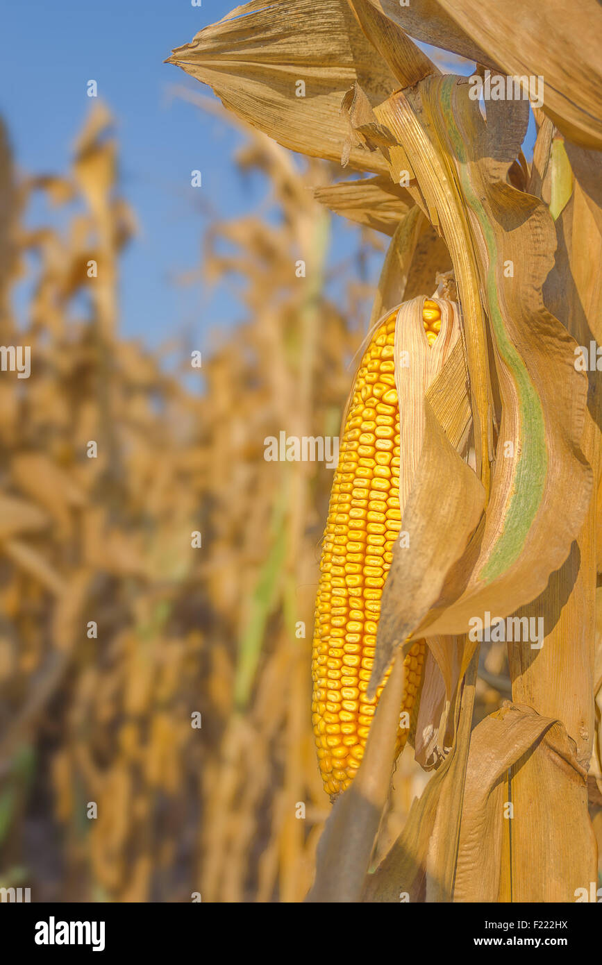Maize or corn hi-res stock photography and images - Alamy