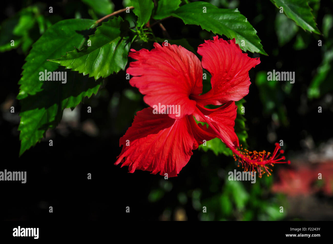 Red Hibiscus flower on green and black background Stock Photo - Alamy