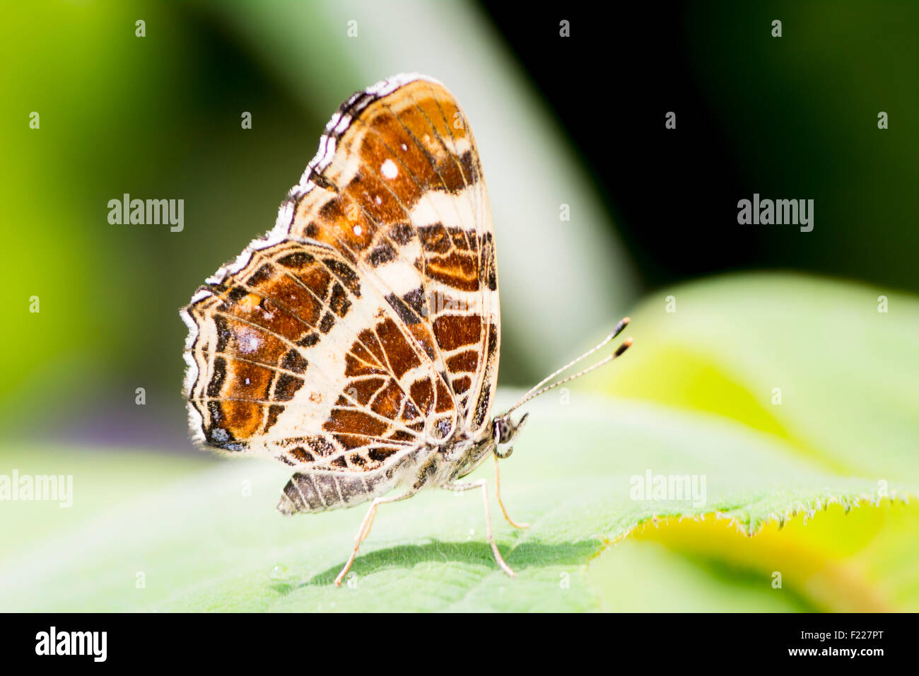 Macro of a map butterfly (Araschnia levana) sitting on a leaf Stock Photo
