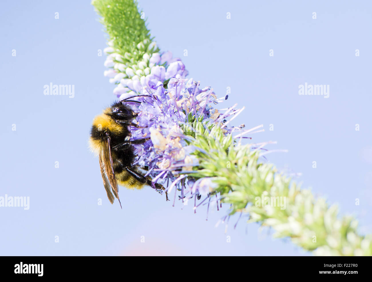 Bumblebee collecting nectar at a Veronica spicata flower Stock Photo