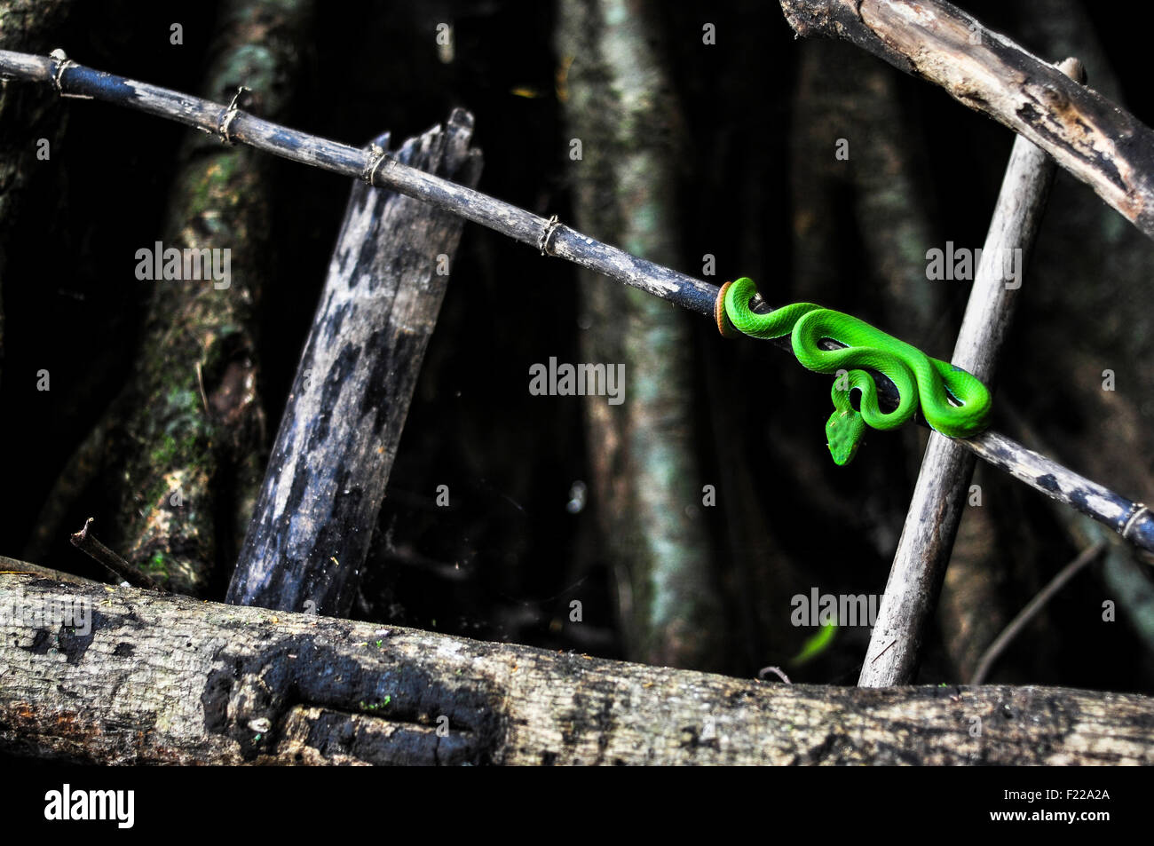 Wild Green pit viper Cambodia on bamboo Stock Photo