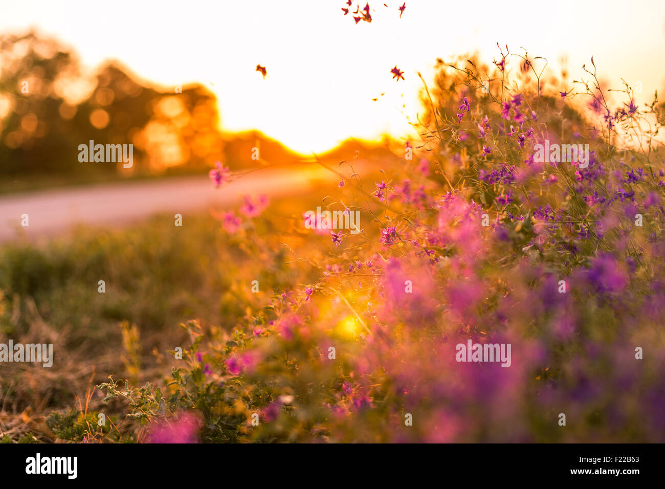 Wild flowers at sunset next to road Stock Photo - Alamy