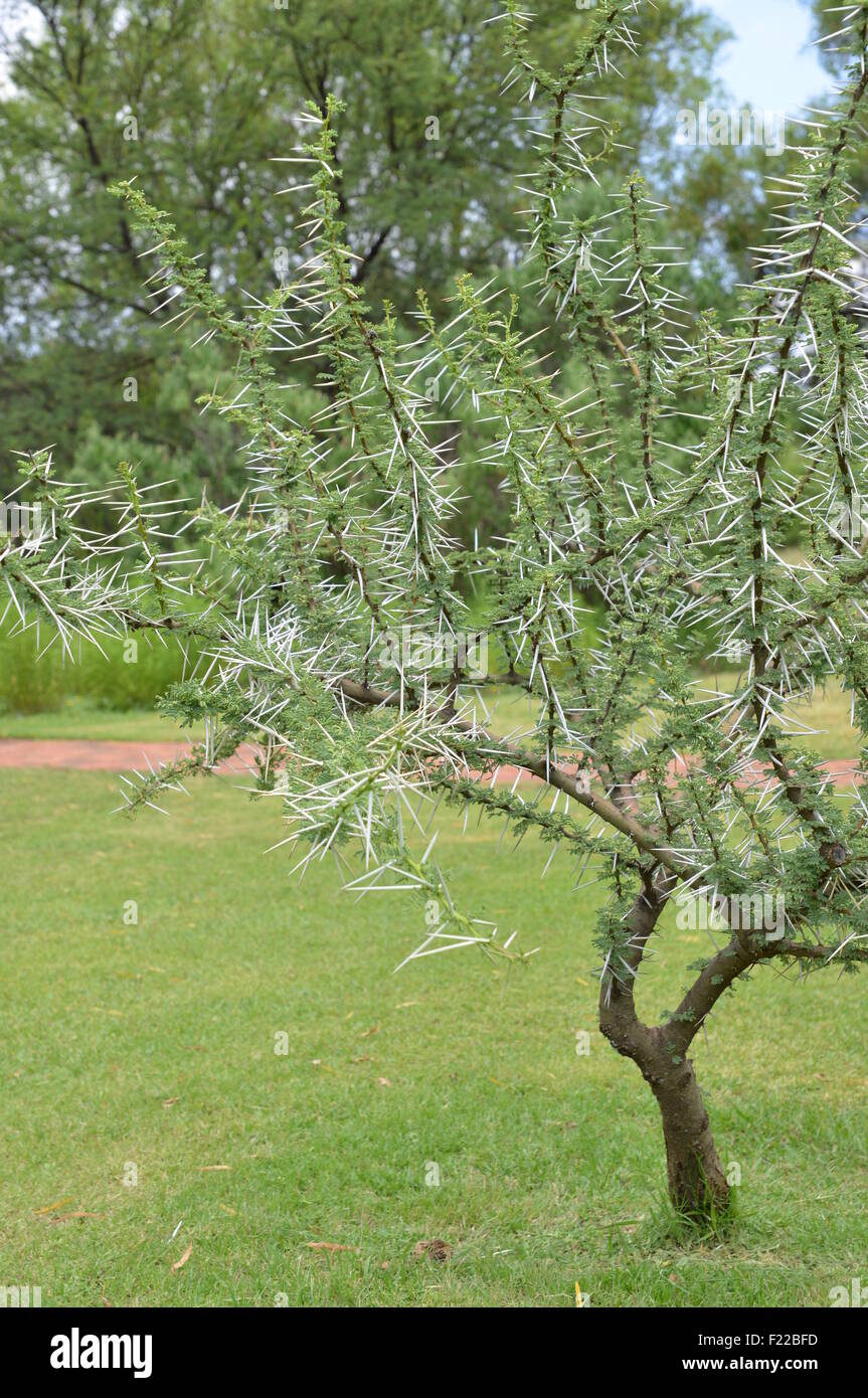 Thorn tree leaves hires stock photography and images Alamy