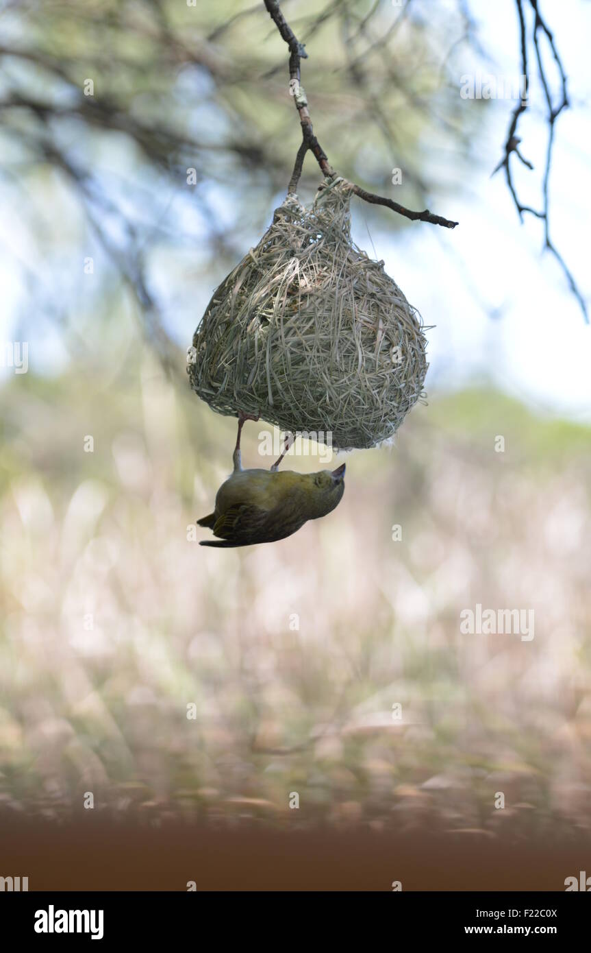 Nature, Bird - weaver Stock Photo