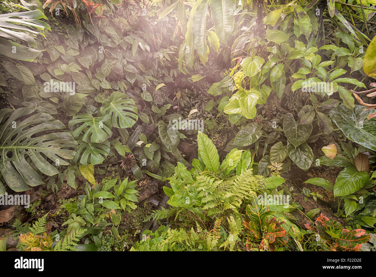 Tropical rain forest paradise hi-res stock photography and images - Alamy