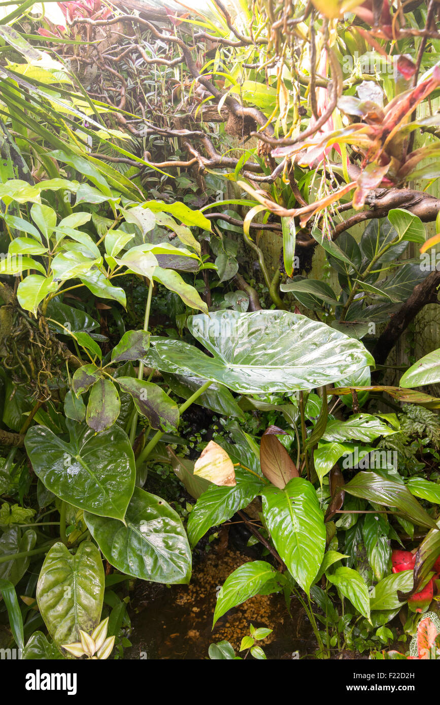 Rain in tropical forest Stock Photo