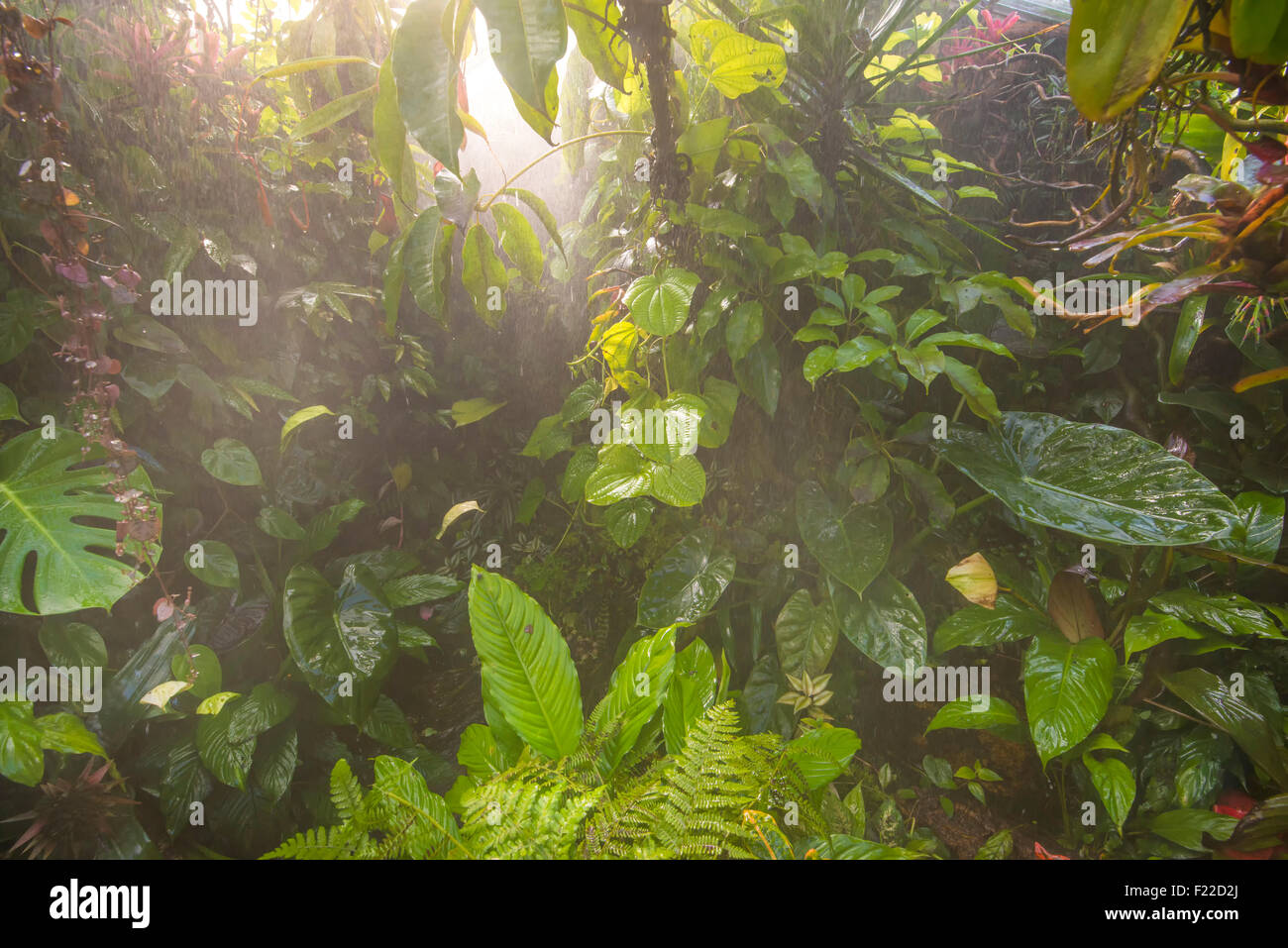 Rain in tropical forest Stock Photo