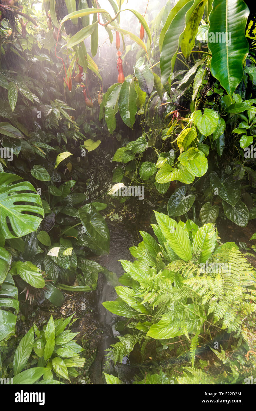 Tropical monsoon forest hi-res stock photography and images - Alamy